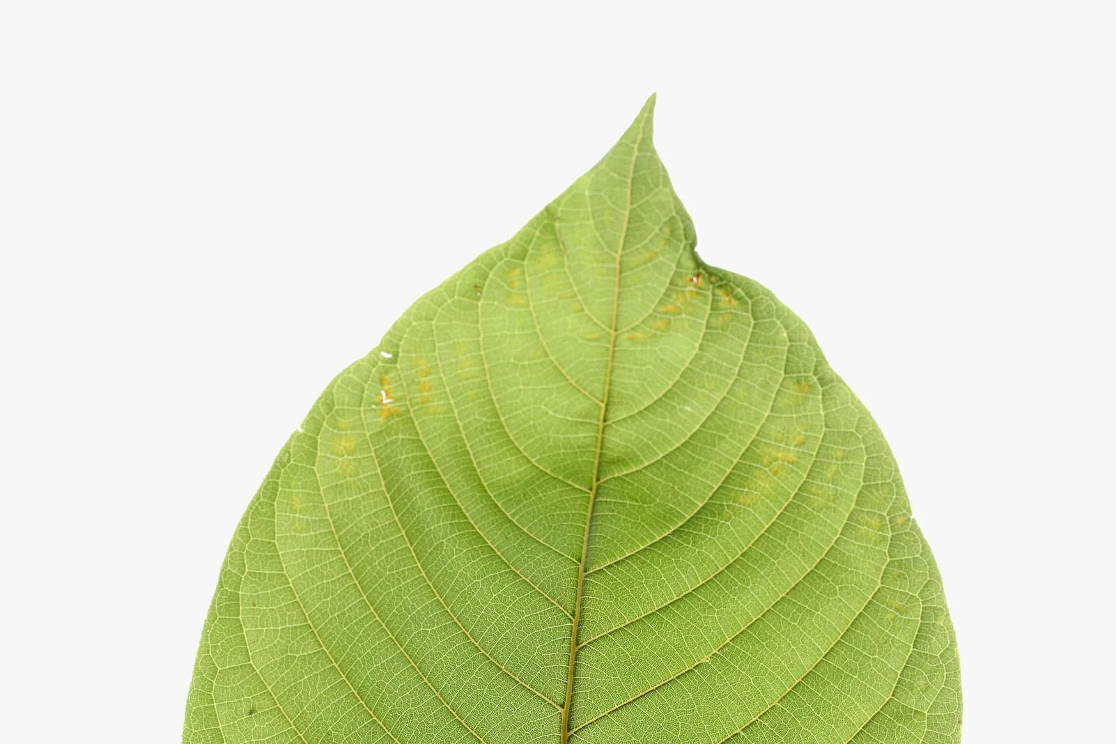 Sip Pure Health with Organic Kratom Drinks Thailand