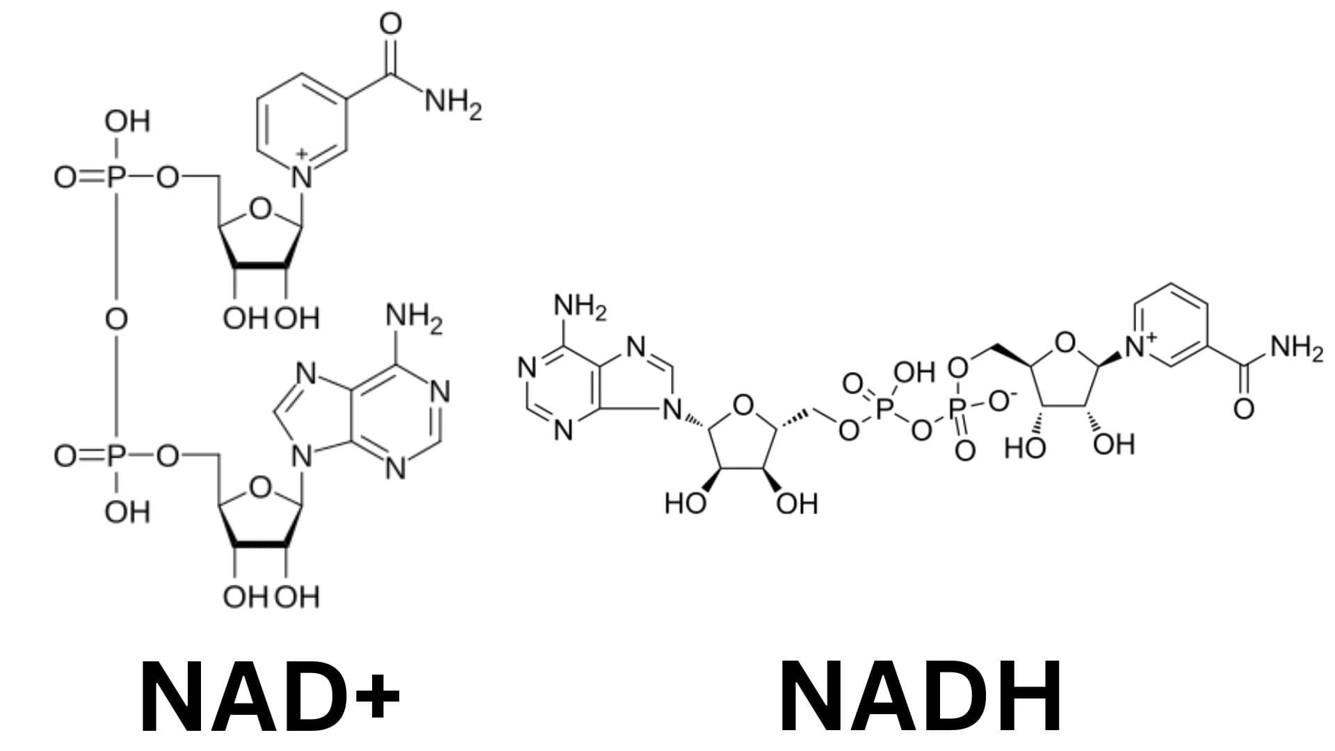 NAD+ for Sirtuin Activation Research: Premium Options at Lumia Lab