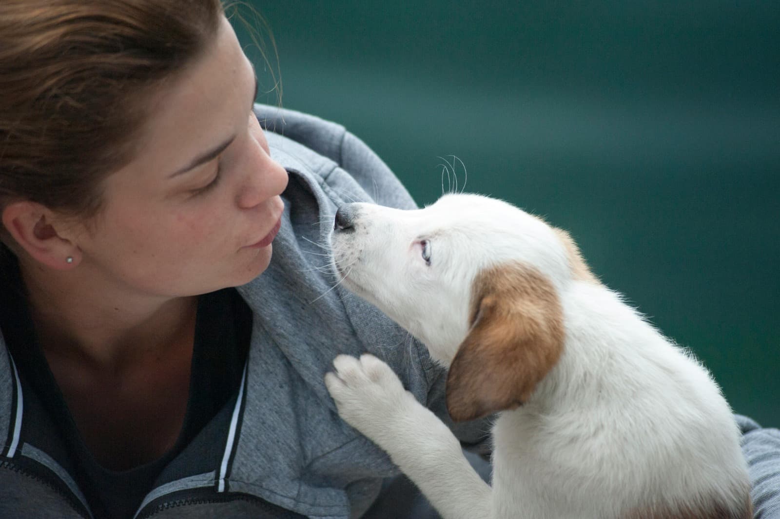 Quick, Convenient Pet Certificates Across the UK via Vet Home Certs