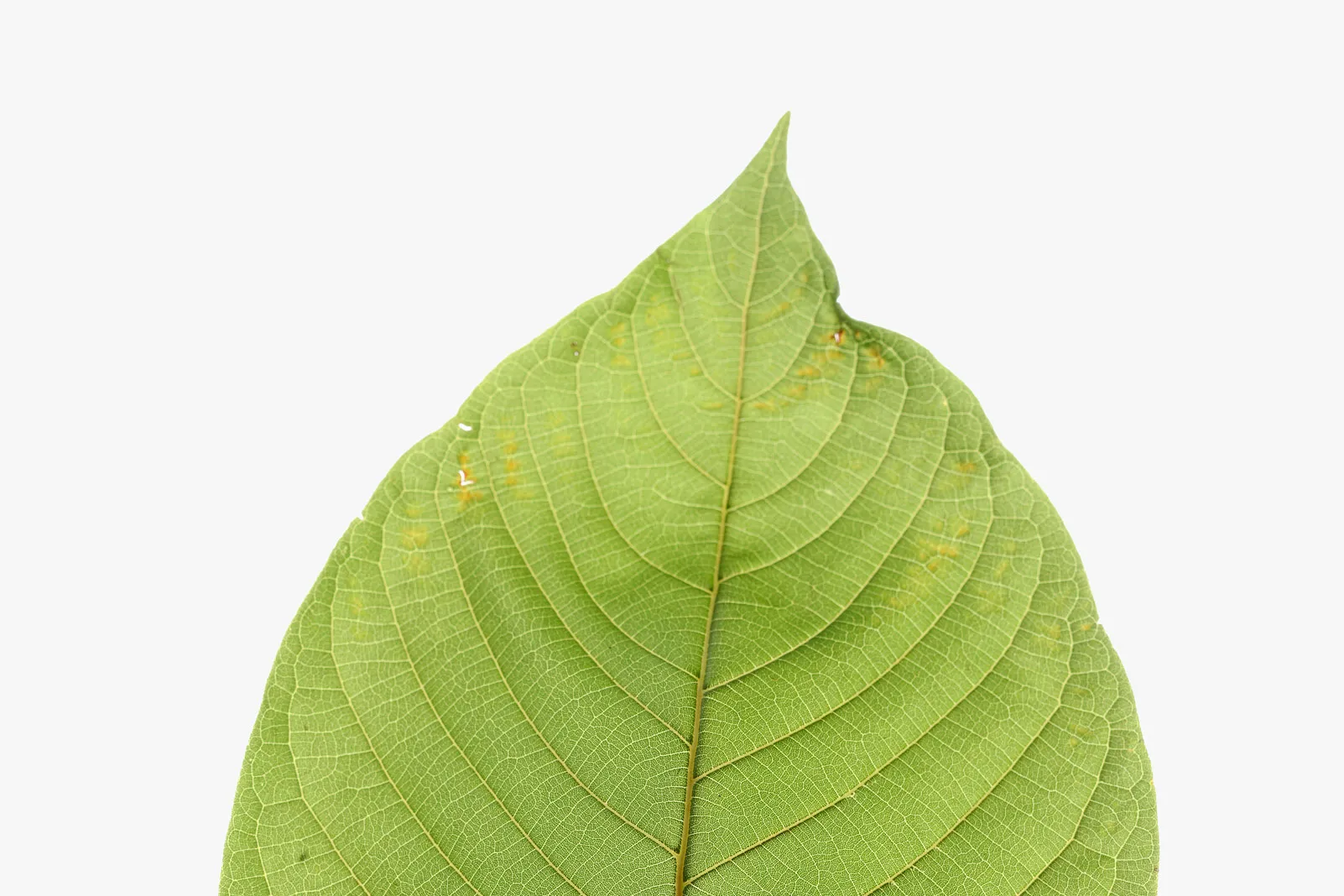 Sip Pure Health with Organic Kratom Drinks Thailand